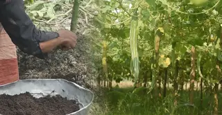 সারের দাম বাড়ায় পরিবেশবান্ধব কৃষিতে ঝুঁকছেন মানিকগঞ্জের কৃষকরা